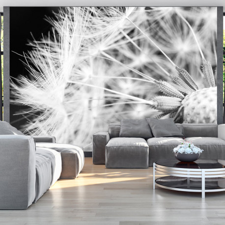 Fototapeet - Black and white dandelion - 350x245
