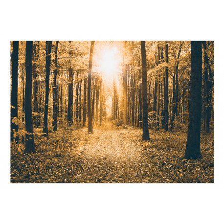 Fototapeet - Magical Light - 200x140