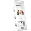 Click & Grow Smart Refill Gasania 3pcs
