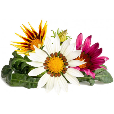 Click & Grow Smart Garden Refill Gasania 3pcs