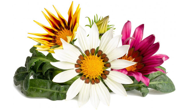 Click & Grow Smart Garden Refill Särav gasaania 3tk