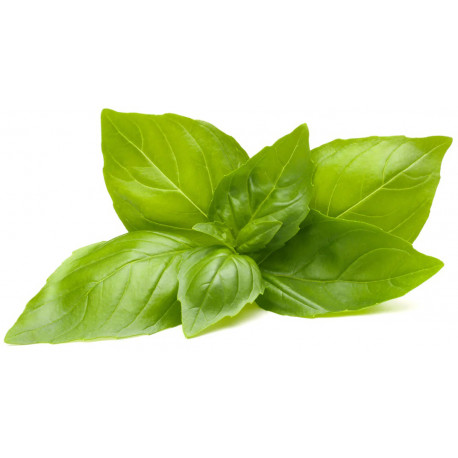 Click & Grow Smart Garden Refill Lemon Basil 3pcs