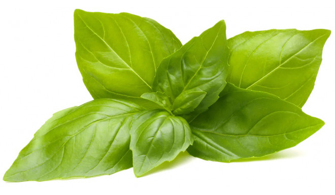 Click & Grow Smart Garden Refill Lemon Basil 3pcs