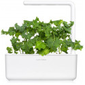 Click & Grow Smart Refill Green Kale 3pcs