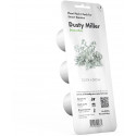 Click & Grow Smart Refill Dusty Miller 3pcs