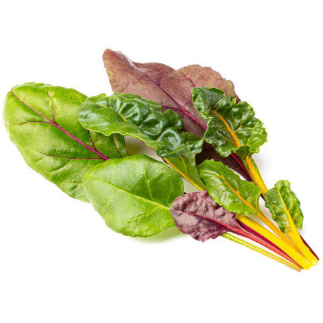 Click & Grow Smart Garden Refill Rainbow Chard 3pcs