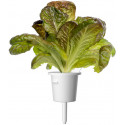 Click & Grow Smart Refill Punane Rooma salat 3tk