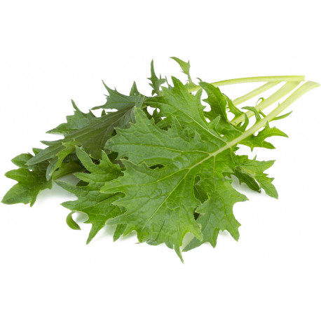 Click & Grow Smart Garden Refill Mizuna 3pcs