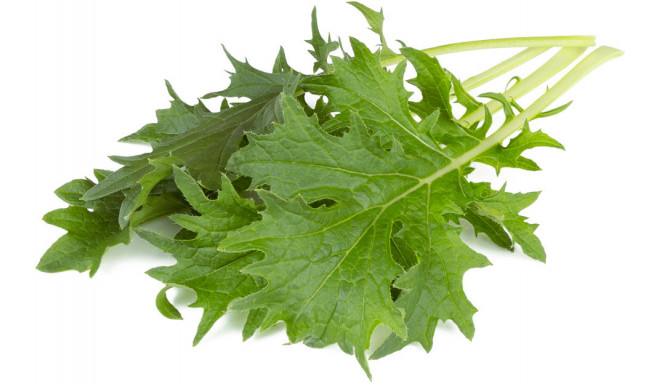 Click & Grow Smart Garden Refill Lehtnaeris 3tk