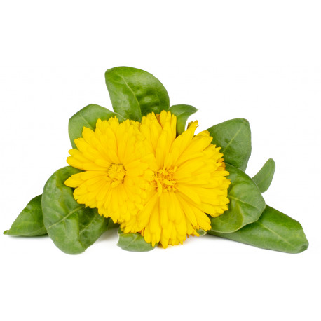 Click & Grow Smart Garden Refill Marigold 3pcs