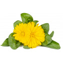 Click & Grow Smart Refill Marigold 3pcs