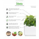 Click & Grow Smart Herb Garden refill Stevia (3-pack)