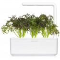 Click & Grow Smart Garden refill Sinep Red Ruffle 3-pakk