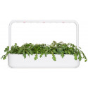 Click & Grow Smart Garden refill Shungiku 3pcs