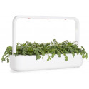 Click & Grow Smart Garden refill Shungiku 3tk
