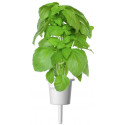 Click & Grow Smart Garden refill Marseille Basil 3pcs