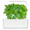 Click & Grow Smart Garden refill Marseille Basil 3pcs