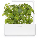 Click & Grow Smart Garden refill Lime Basil 3pcs