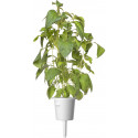 Click & Grow Smart Garden refill Lime Basiliik 3tk