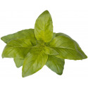 Click & Grow Smart Garden refill Lime Basil 3pcs