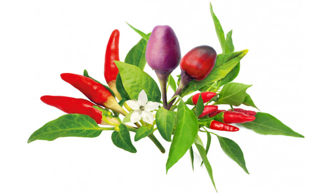 Click & Grow Plant Pod Chilli Pepper Mix 9pcs
