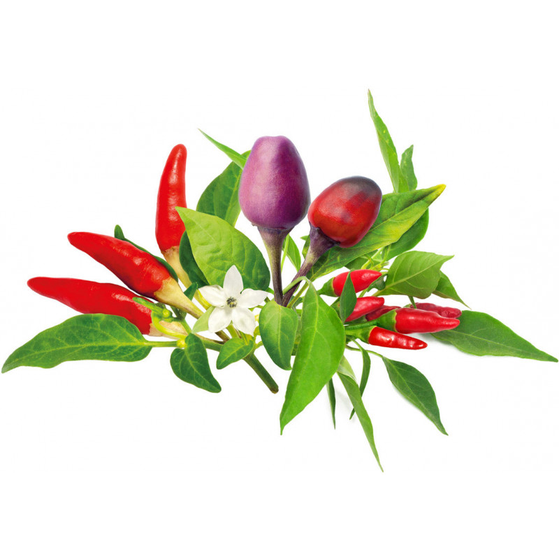 Click & Grow Plant Pod Chilli Pepper Mix 9tk
