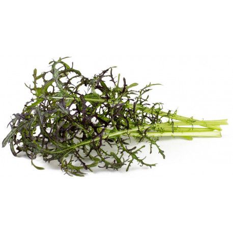 Click & Grow Smart Garden refill Punane sinep 3tk