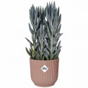 Plant pot Elho   Circular Pink Plastic