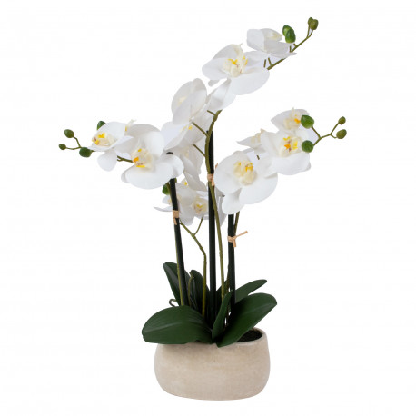 Orchid WIND IN GARDEN H55cm, white