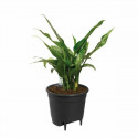 Taimepott Elho Must polüpropüleen Ringjas Kaasaegne Ø 21 cm 21 cm