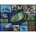 Ambassador Sea Turtles 1000 Pieces