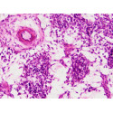 Bresser Prepared Slides: Histology