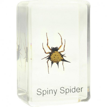 Prepared slide - spiny spider, Omegon