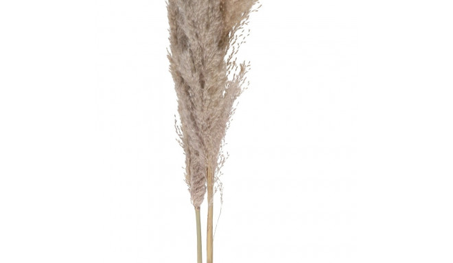 4Living Pampas natural 110 cm 3 vnt