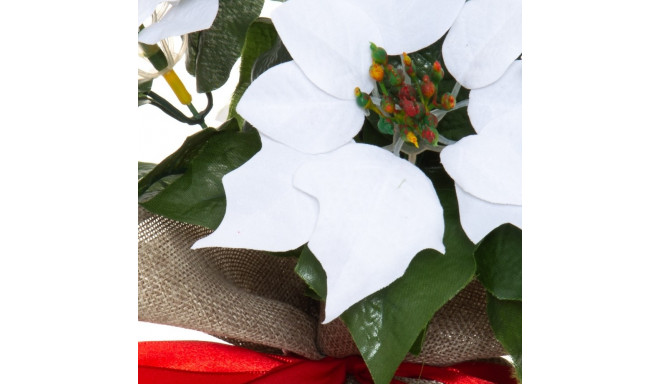 Winteria Poinsettia vazone 33 cm balta