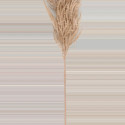 4Living Pampas grass brown 82 cm