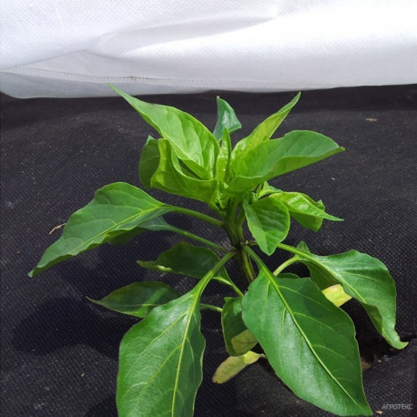 Kahekihiline kondensaadivastane katteloor Mix 60 g/m², 3х10m