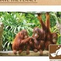 Pusle Colorbaby Orangutan 6 Ühikut 68 x 50 x 0,1 cm