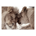 Fototapeet - Lion Tenderness (Sepia) - 200x140