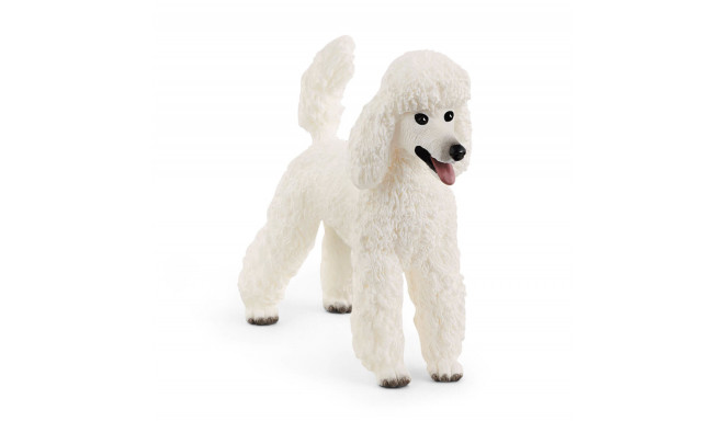 Large poodle