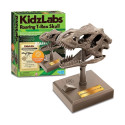 Educational kit Dino Skull