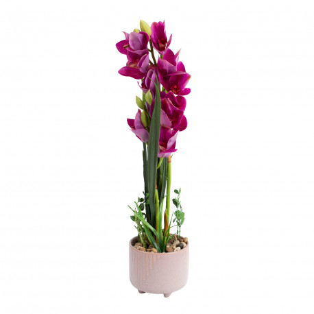 Orchid GARDEN QUEEN H70cm, dark pink