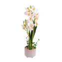 Orhidee GARDEN QUEEN H70cm, valge
