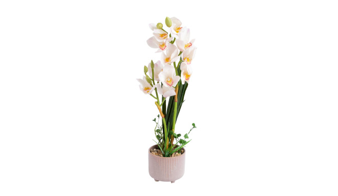 Orhidee GARDEN QUEEN H70cm, valge