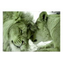 Fototapeet - Lion Tenderness (Green) - 100x70