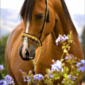 Diamond mosaic - Horse in flowers