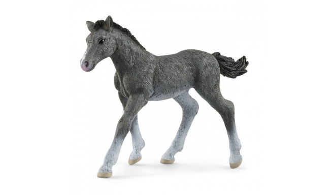 Figure foal of the Trakehner breed Horse Club