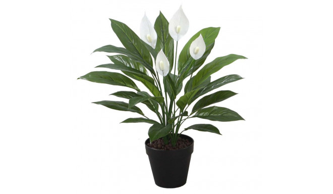 Green plant SPATHE H60cm