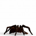 Schleich Wizarding World Aragog, toy figure