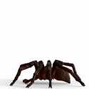 Schleich Wizarding World Aragog, toy figure
